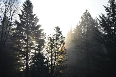 Sunrise from behind trees, through mist